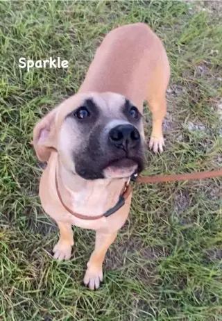 Sparkle