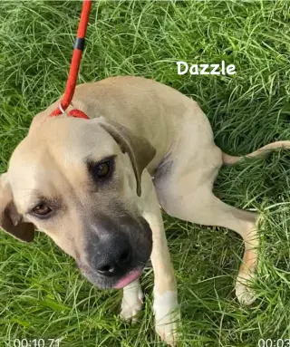 Dazzle