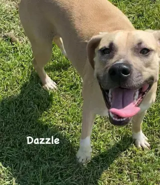 Dazzle