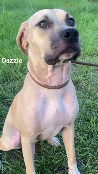 Dazzle