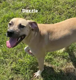 Dazzle