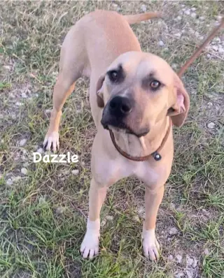 Dazzle