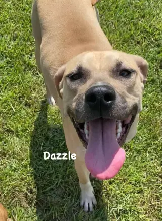 Dazzle