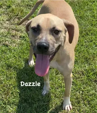 Dazzle