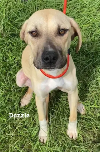 Dazzle