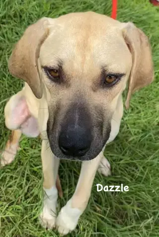 Dazzle