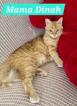 Dinah