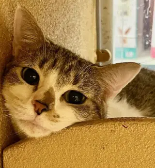 Fiona