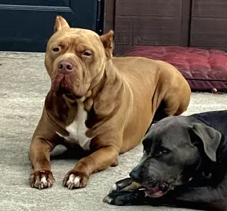 Brutus