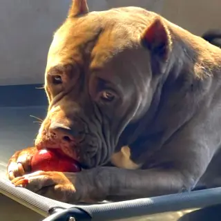 Brutus