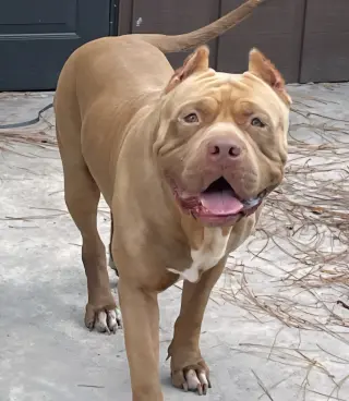 Brutus