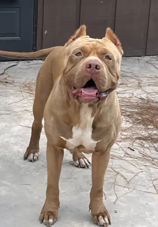 Brutus
