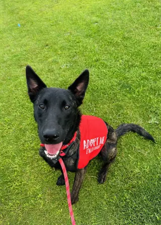 Ripley