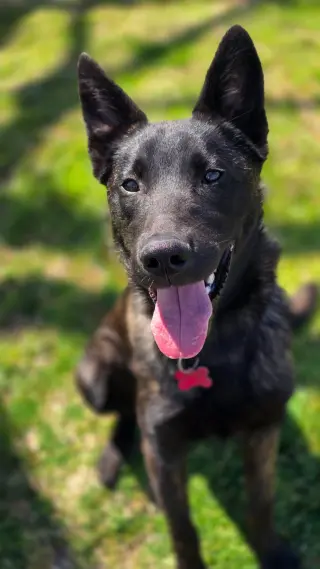 Ripley
