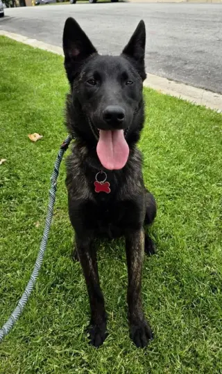 Ripley