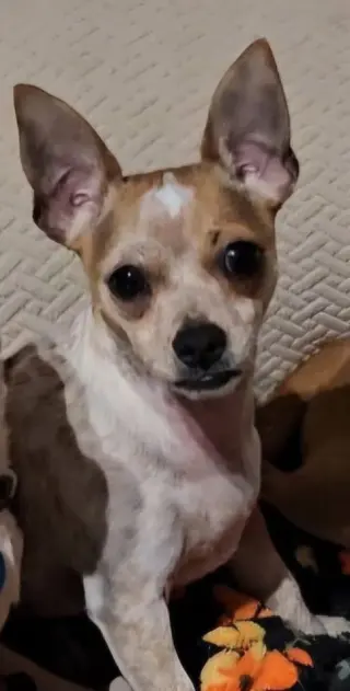 Biscuit *