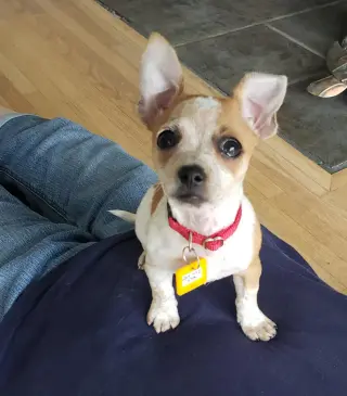 Biscuit *