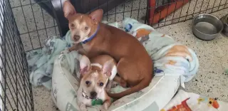 Biscuit *