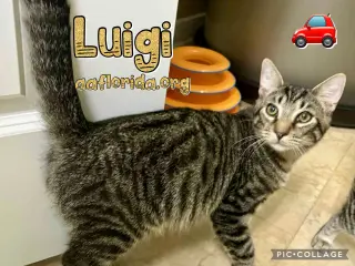 Luigi