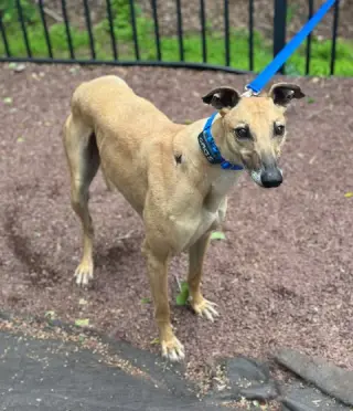 Roo