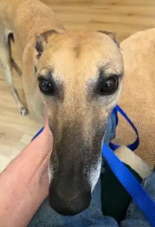 Roo