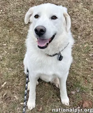Ray in NJ - Very Loving, Cuddly & Playful!