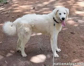 Ray in NJ - Very Loving, Cuddly & Playful!
