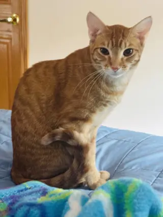 Nemo