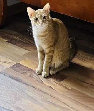 Nemo