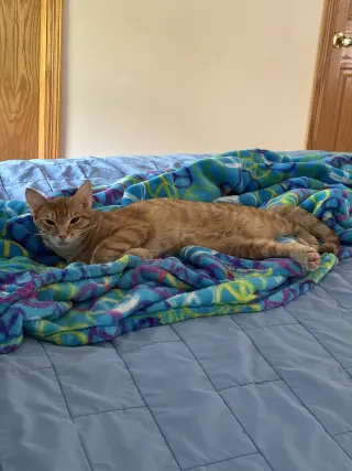 Nemo