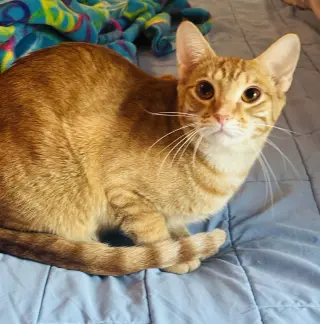 Nemo