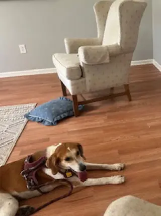 Ollie: “My Home to Yours”
