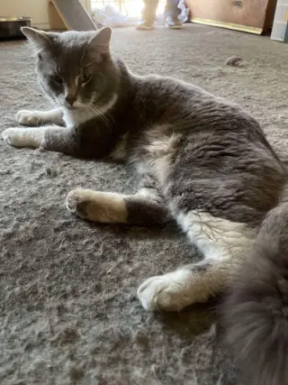 Tom Tom