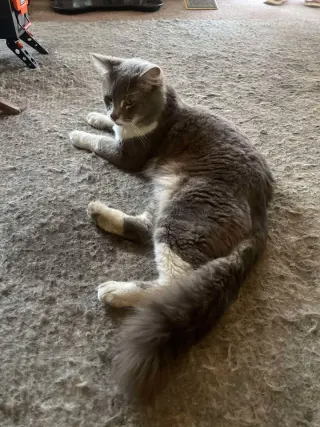 Tom Tom