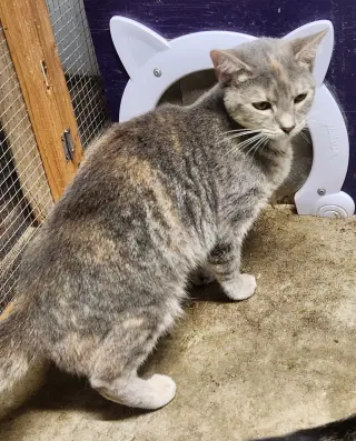 Chowder