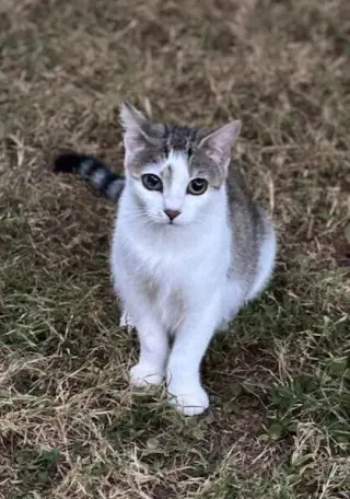Daffodil