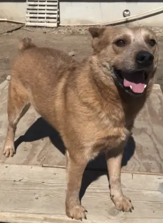Ushi