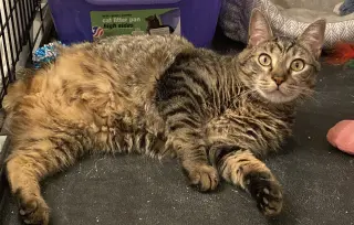 Eileen (Tripod & Gentle Hearted Warrior)