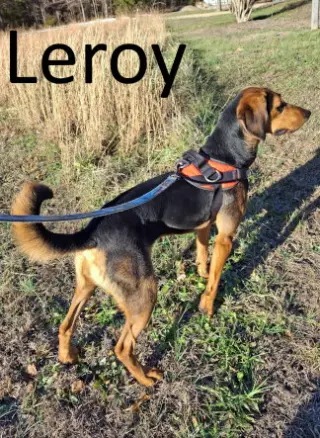 Leroy
