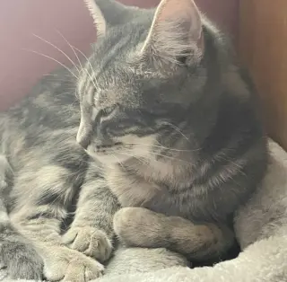 Muffin