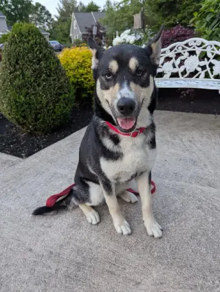 Koda