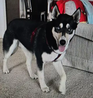 Koda