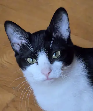 Fudge