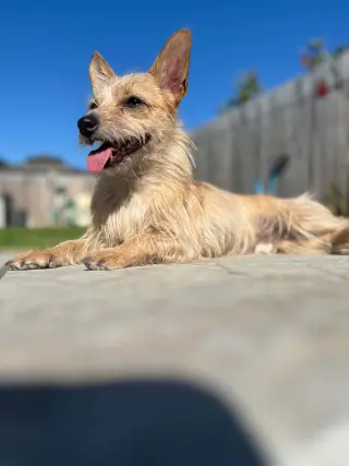 BeBe