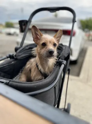 BeBe