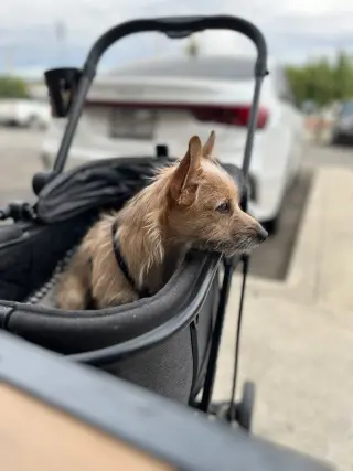 BeBe