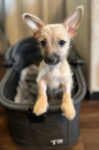 BeBe