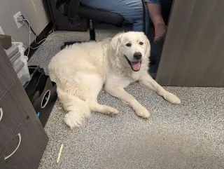 Miss Maggie