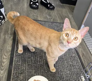 Cheeto3