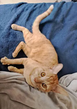 Cheeto3
